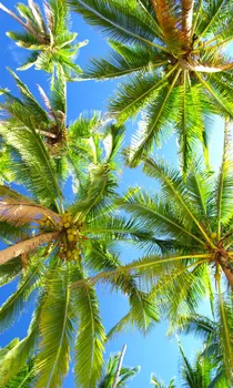 Coconut tree blue sky prispôsobiť okno 3d závesy, obývacej izby, spálne, moderná blackout závesy